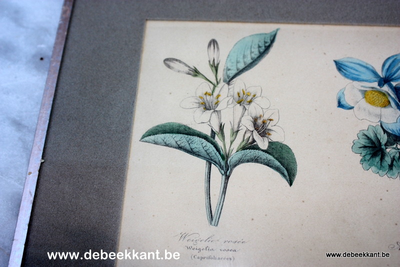 Antieke lijst studie bloemen herbarium